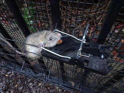 rodent trapping
